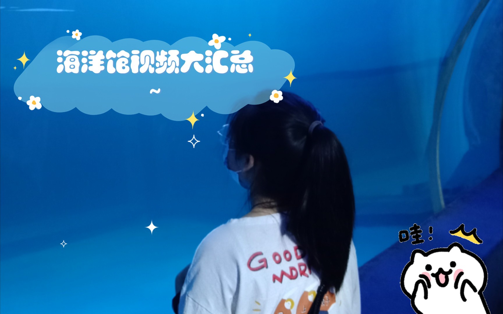 海洋馆视频大汇总~哔哩哔哩bilibili