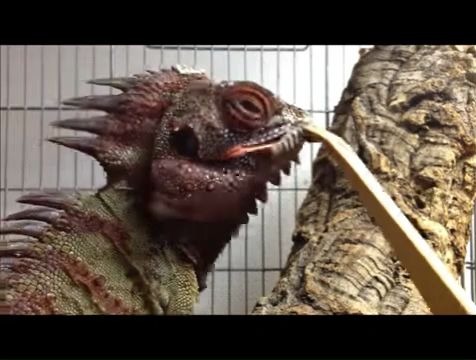 hypsilurus dilophus印尼森林龙【马诺夸森林龙】