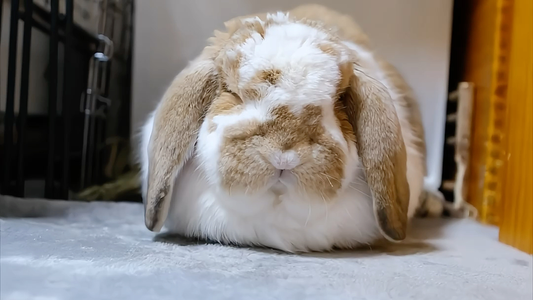 肚子满满,慵懒模式启动!肥兔子趴下的超治愈时刻