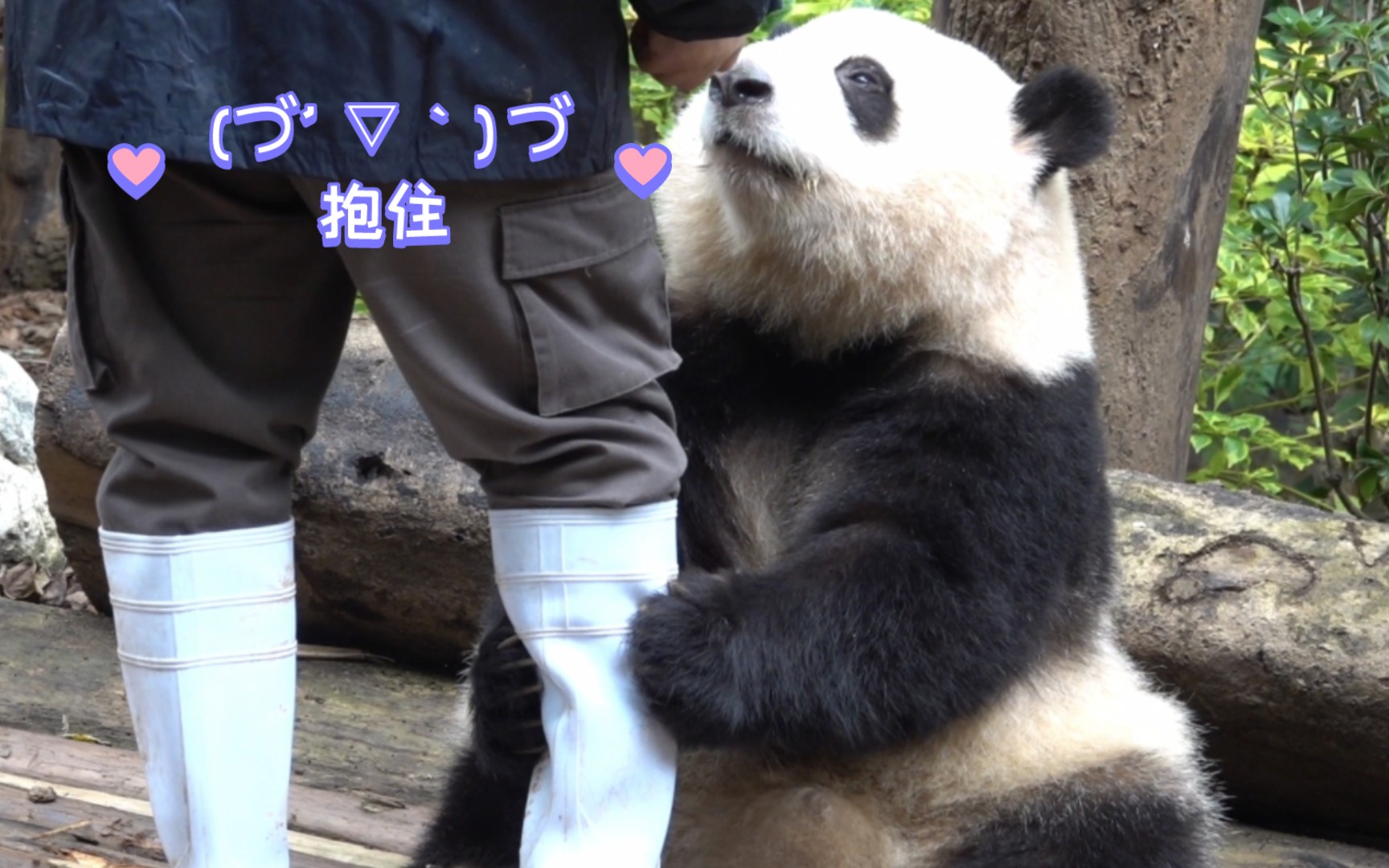 熊猫头表情哭抱大腿图片