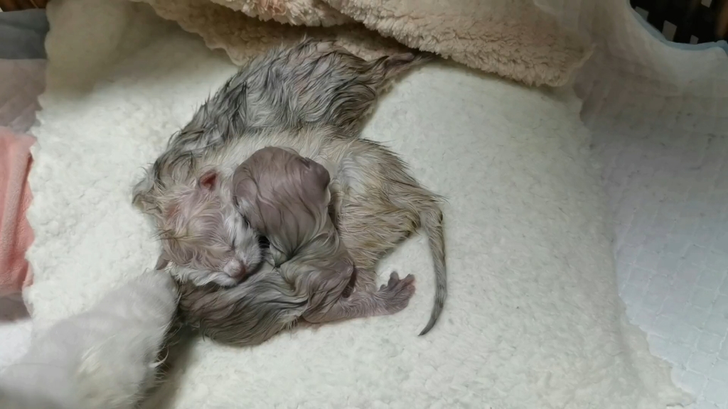 家里的猫咪生崽了,我拍下了全过程