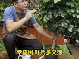 下载视频: 植物浇水