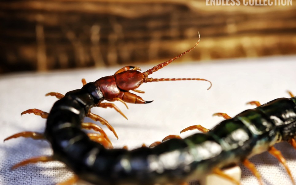 极限个体少棘蜈蚣标本,肛吻20cm