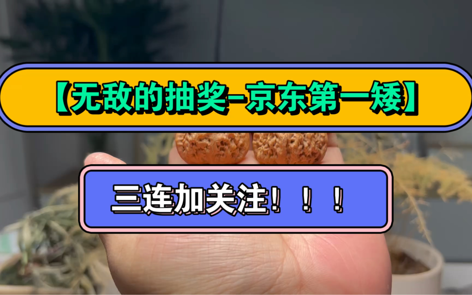 【京东第一矮】原树核桃抽一对!应该是全网第一抽了!给老涵使劲三加关注,猛猛整!哔哩哔哩bilibili