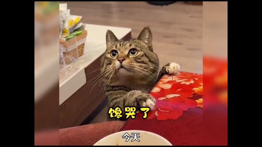怎么办?猫猫快要被馋哭了