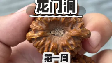 文玩核桃龙门涧-哔哩哔哩_Bilibili