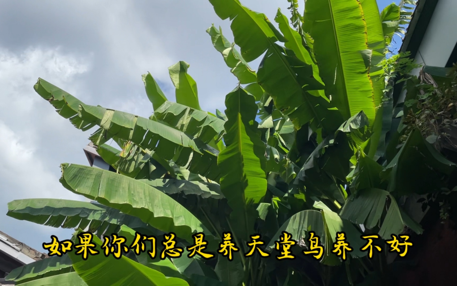 [图]适合庭院种植的芭蕉，分株多长势快比天堂鸟好养护，植株高达6米