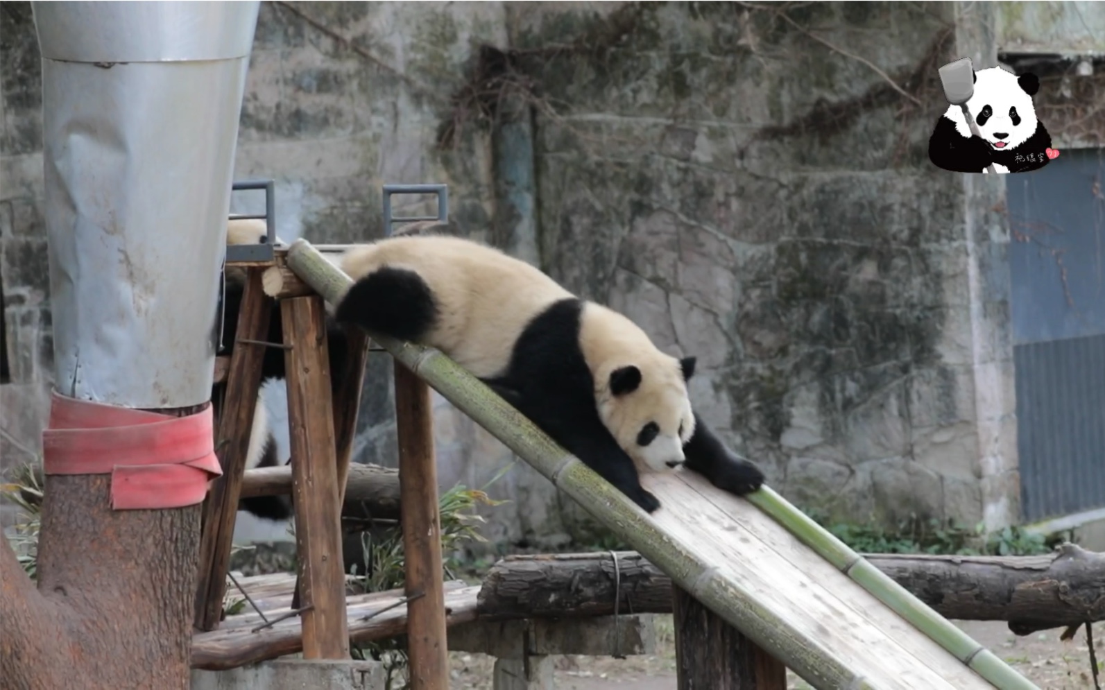 虫洞三宝大熊猫排队滑滑梯有多可爱