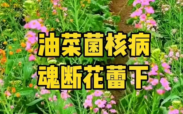 【三农说】油菜菌核病防治哔哩哔哩bilibili