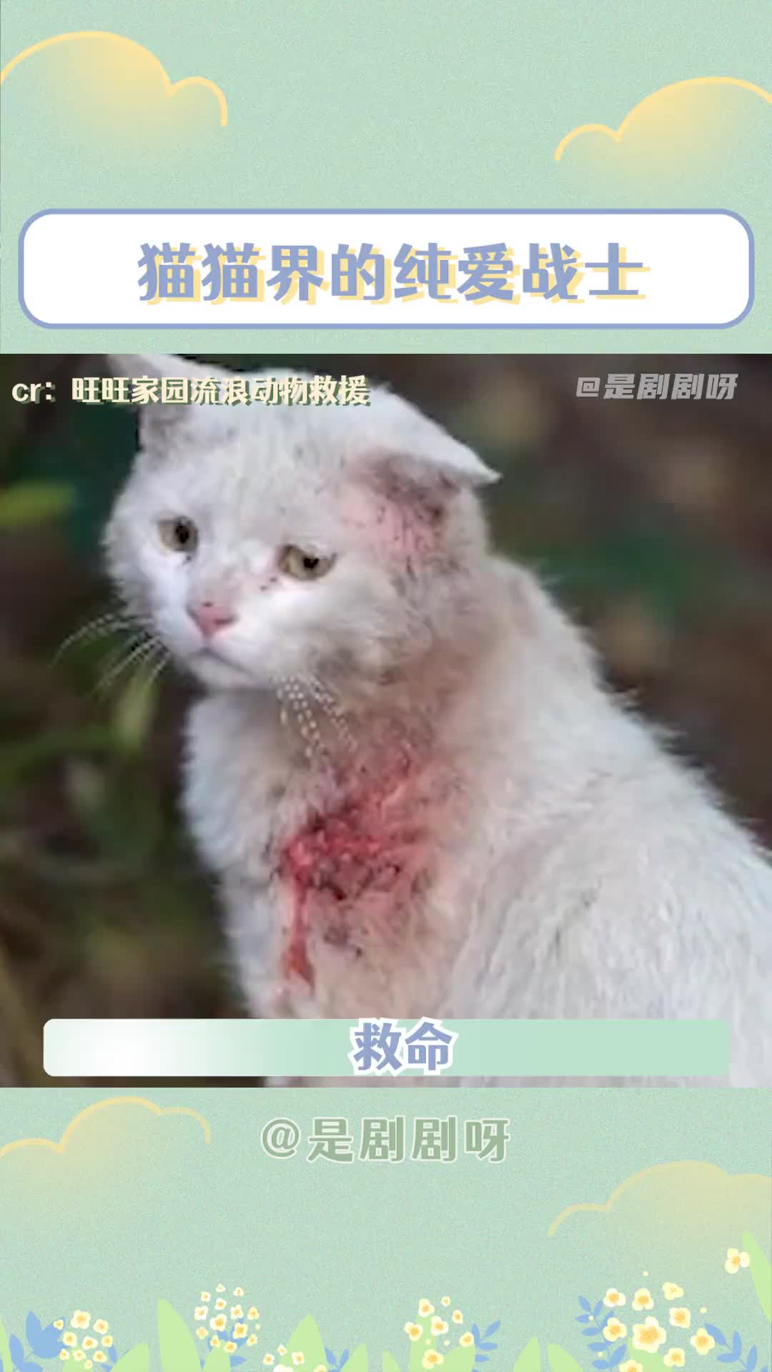 为爱受伤的纯爱战士,愿每个猫猫都能被温柔以待#救助流浪猫 #纯爱战神 #白猫 #正能量 #呼吁保护动物立法哔哩哔哩bilibili