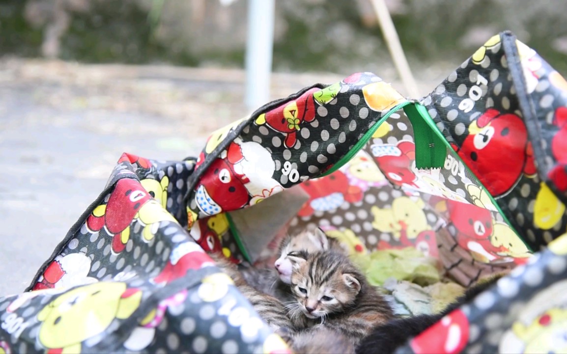 大相扑五月场所第13日十两炎鹏