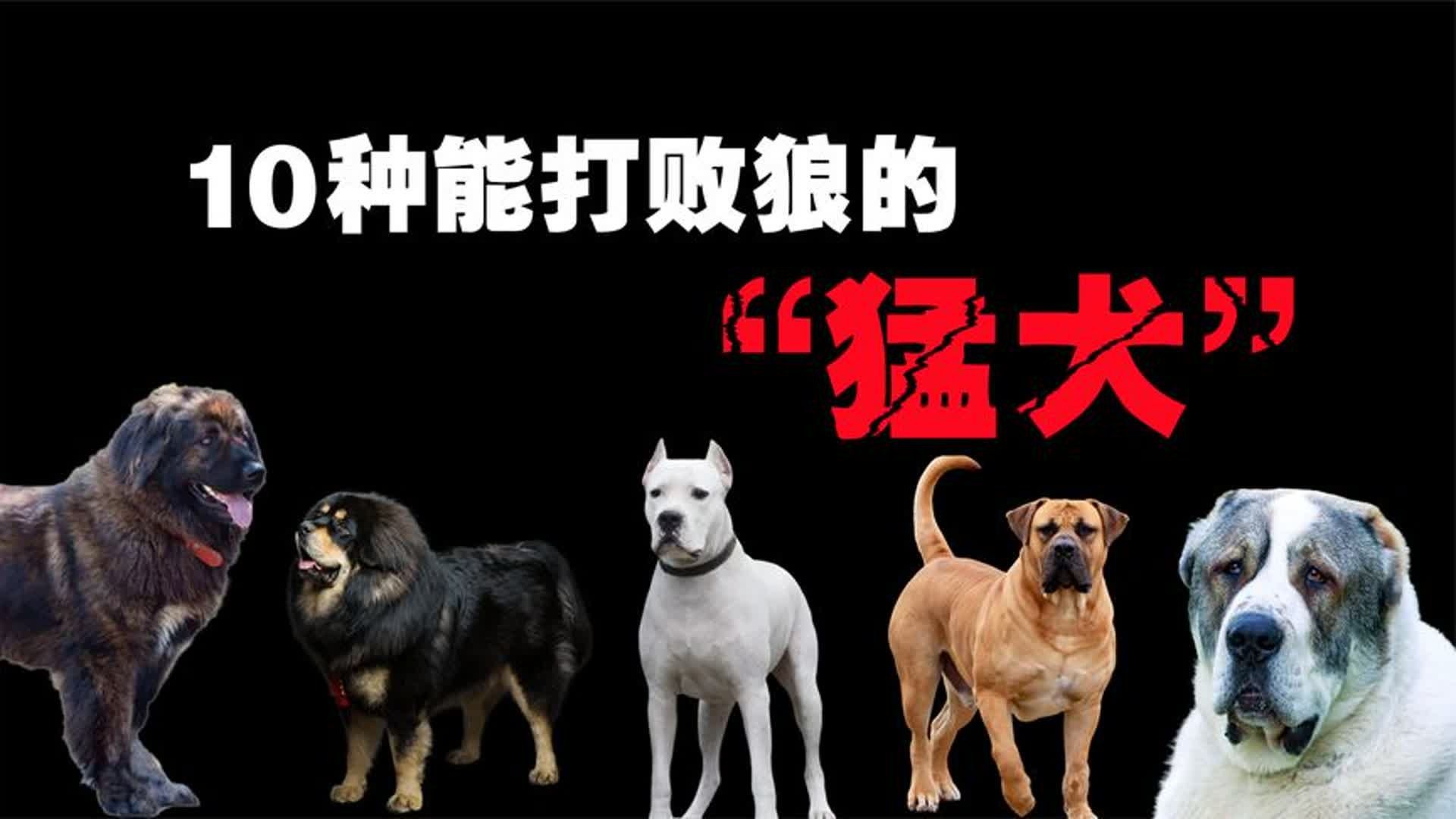 10种能打败狼的“猛犬”，藏獒远比想象中更加可怕！-绝密研究所MC-绝密研究所MC-哔哩哔哩视频