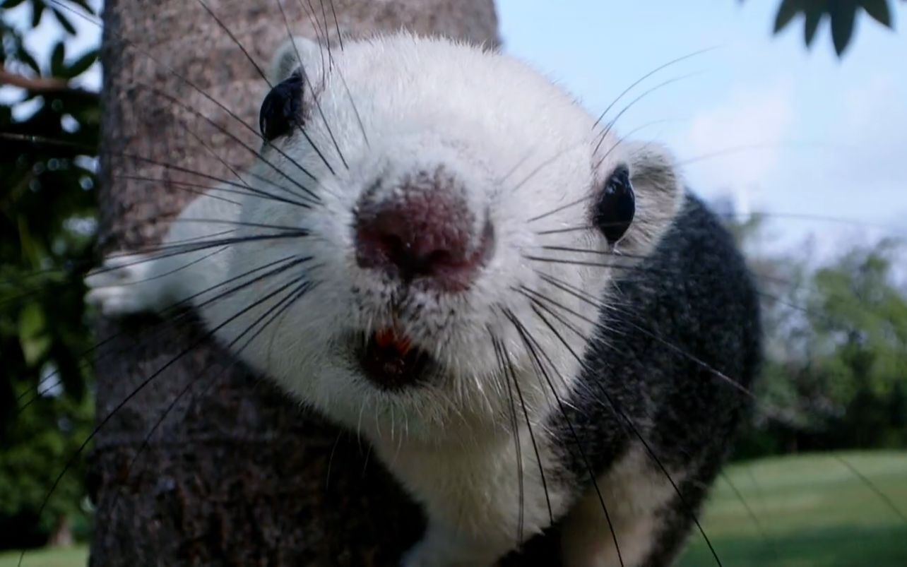 微距視角下的小動物,近距離視角視頻