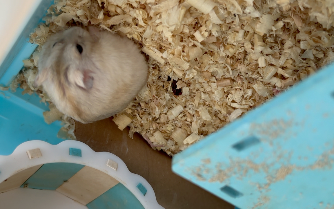 仓鼠的可爱瞬间