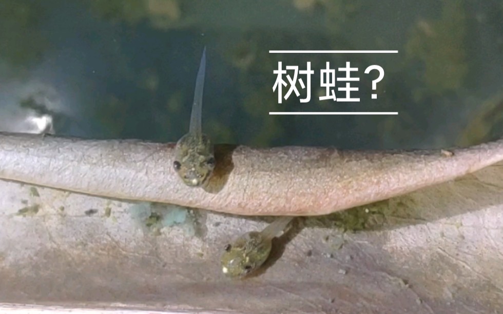 可爱的树蛙蝌蚪