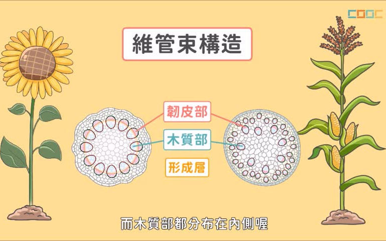 [图]植物体的运输构造