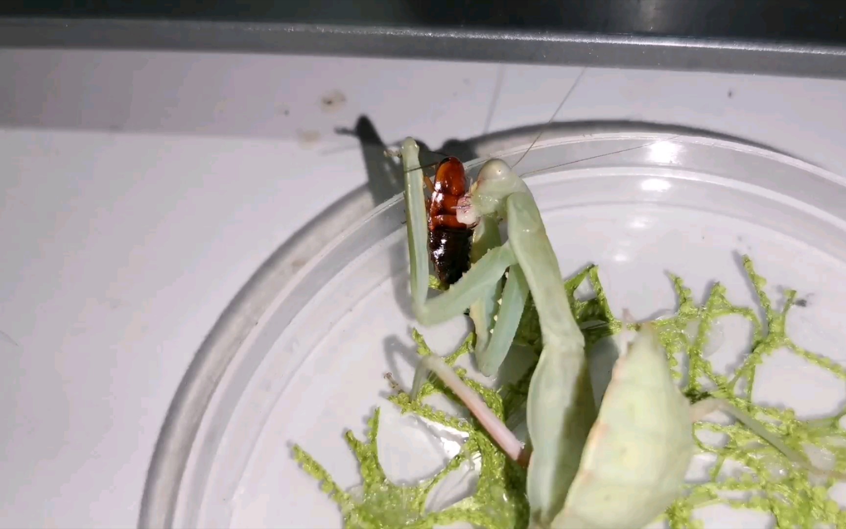 活动作品末龄多刺斧螳捕食