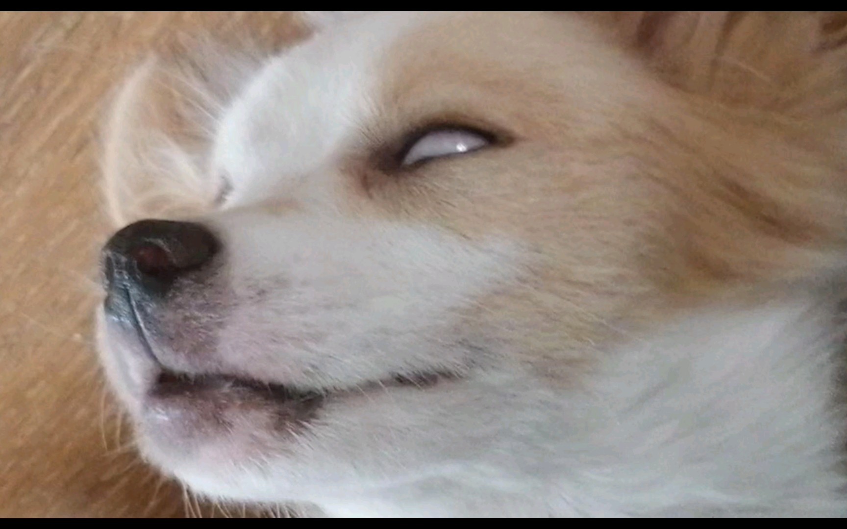 "傻狗日常搞笑瞬间,让你笑出泪!