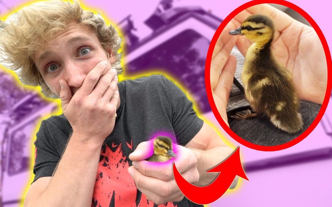 logan paul vlogs - we rescued a baby duckling!