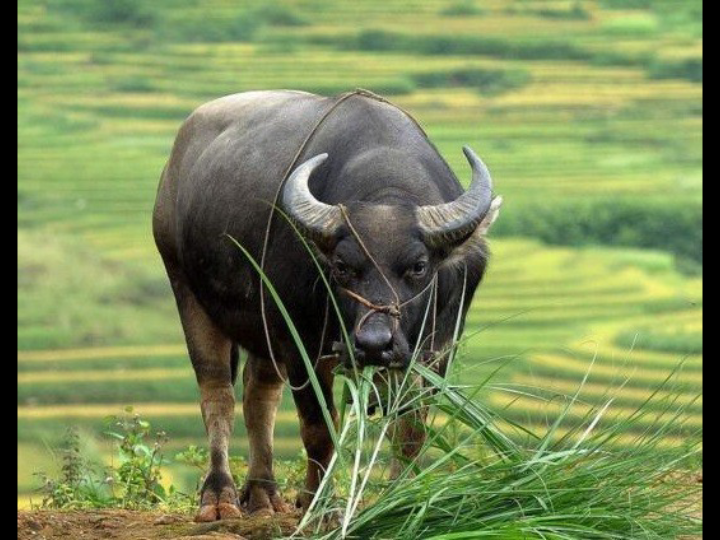 水牛🐃_哔哩哔哩_bilibili