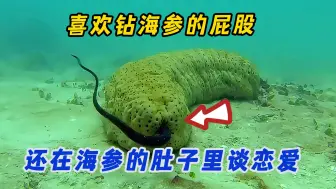 Download Video: 钻海参的屁股，还在海参的肚子里谈恋爱，这条鱼太厚颜无耻了