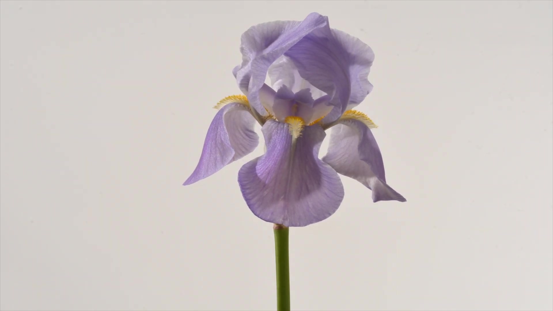 [图]花落花开 鸢尾花