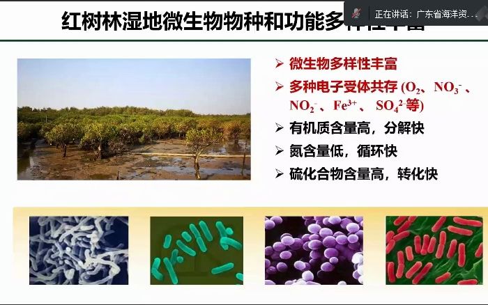 红树林湿地微生物驱动的碳氮硫磷循环及其耦合机制(贺志理)哔哩哔哩bilibili