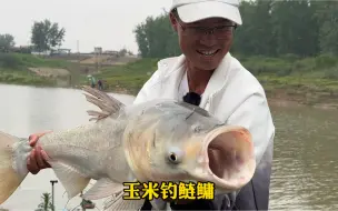 下载视频: 走水河流，玉米底钓鲢鳙，学会了吗