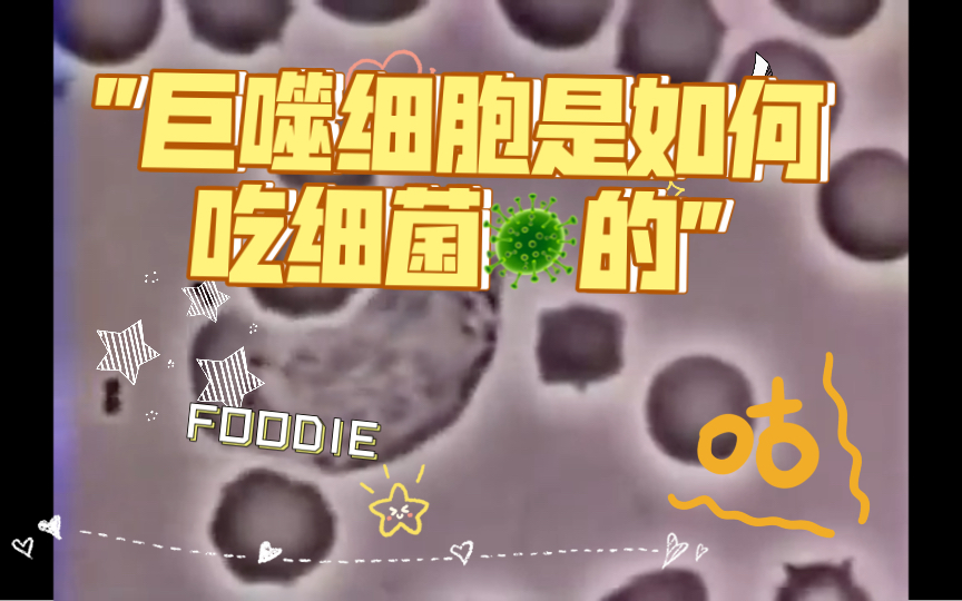 [图]巨噬细胞是如何吃细菌🦠的