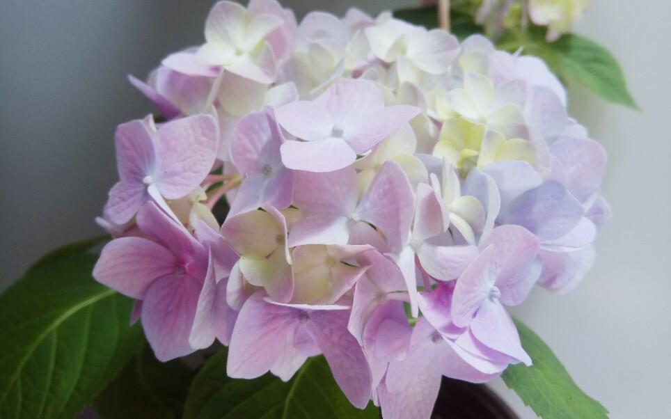 【绣球】魔幻水晶_哔哩哔哩 (゜-゜)つロ 干杯~-bilibili