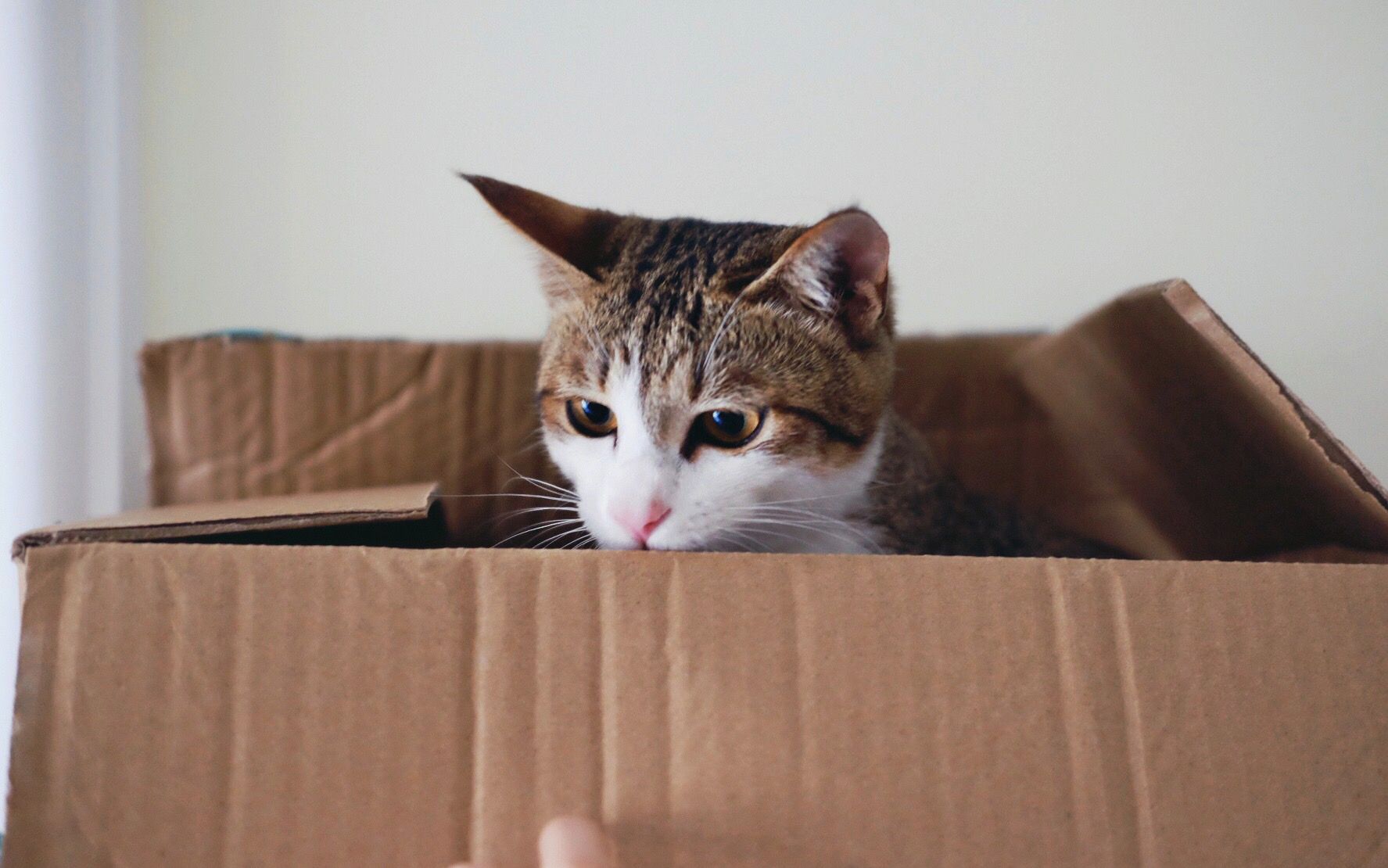 猫痒痒到朋友家吸猫