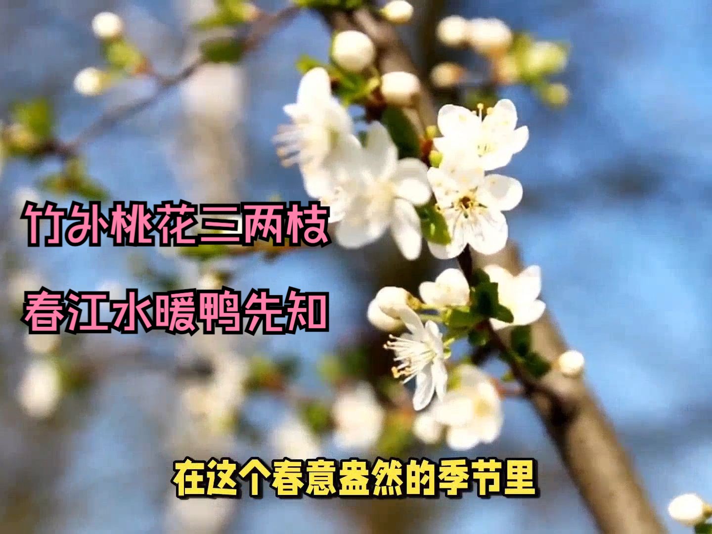 竹外桃花三两枝,春江水暖鸭先知