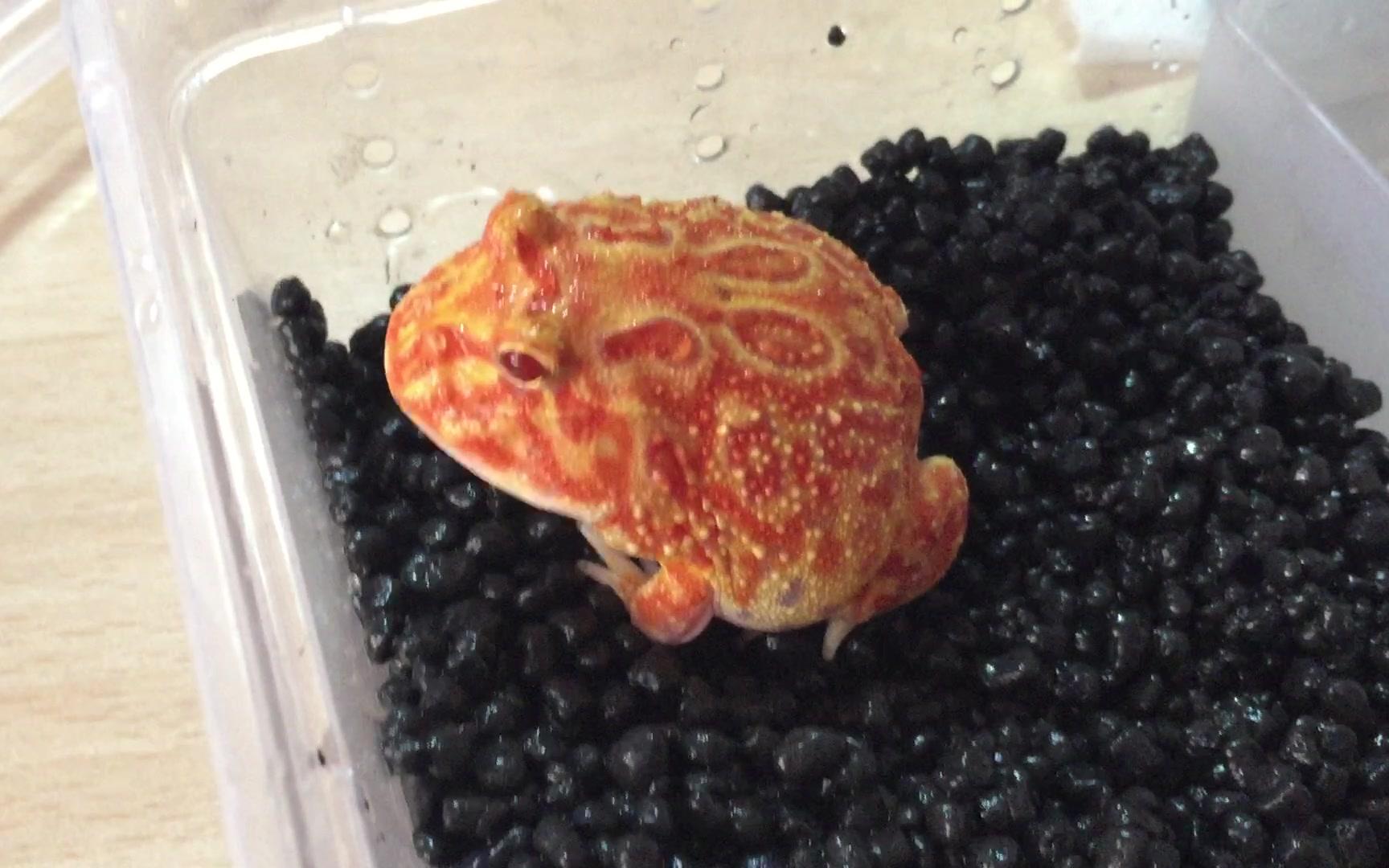 草莓角蛙特点图片