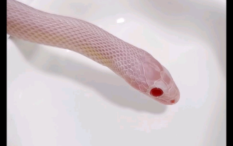 【玉米蛇】蛇喝水真的特别特别特别可爱