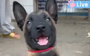 Video herunterladen: 马犬