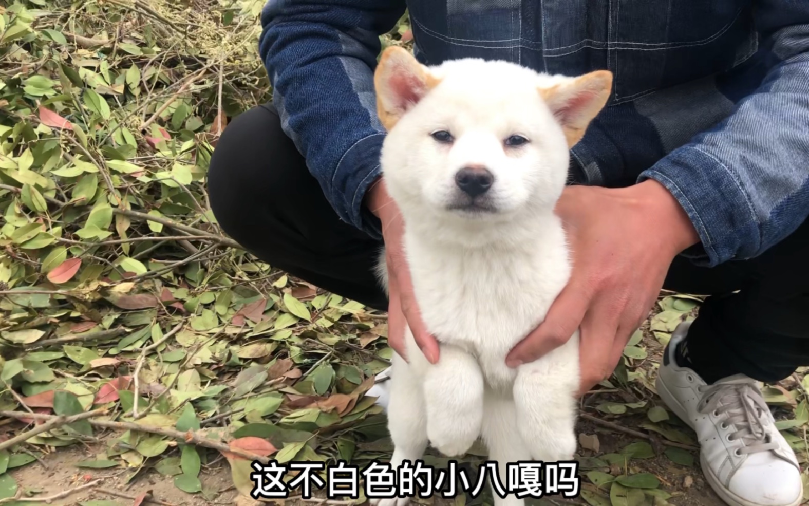 1800选一只小八嘎,圆圆的包子脸很是漂亮