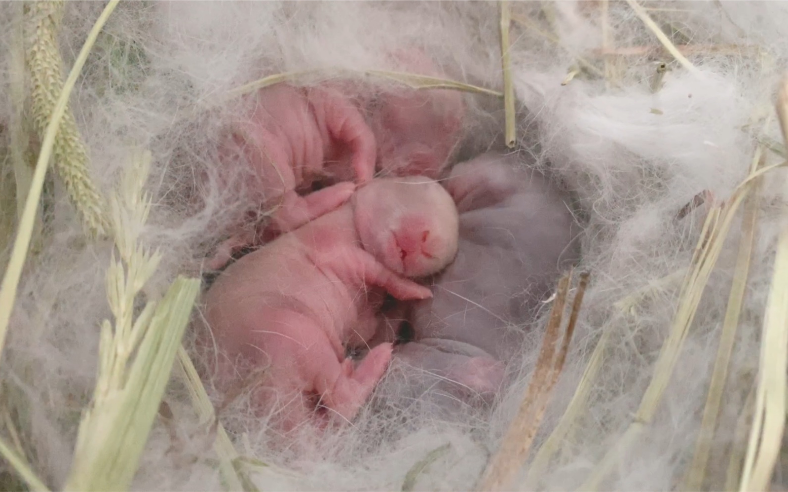 小兔出生10天的样子图片