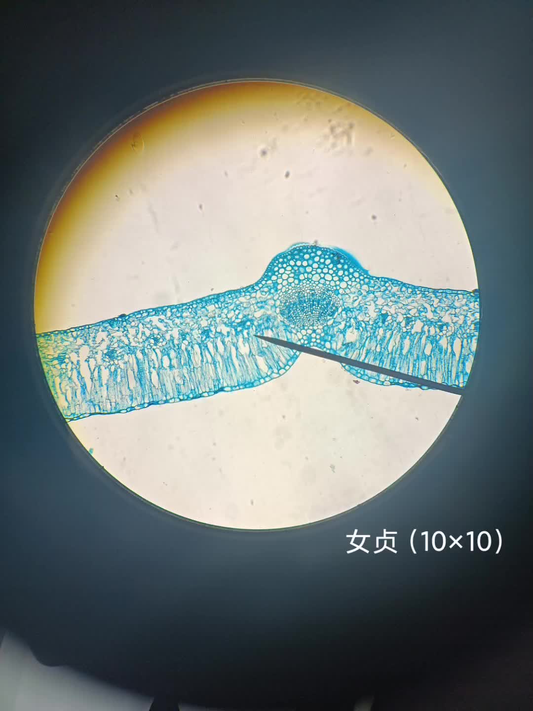 叶片结构图显微图片