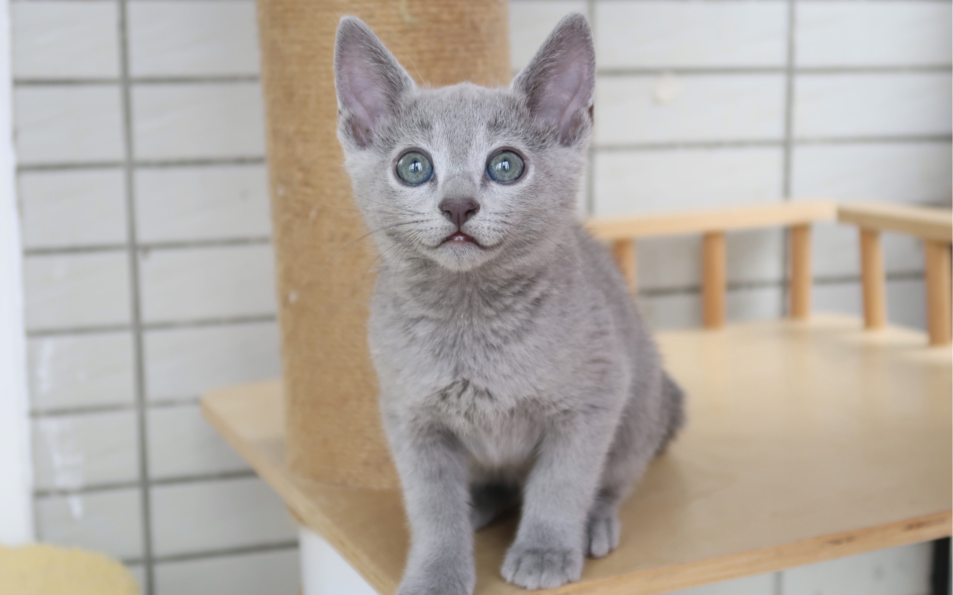 两个月大的俄罗斯蓝猫弟弟 要开始褪变绿眼咯～ 没错!