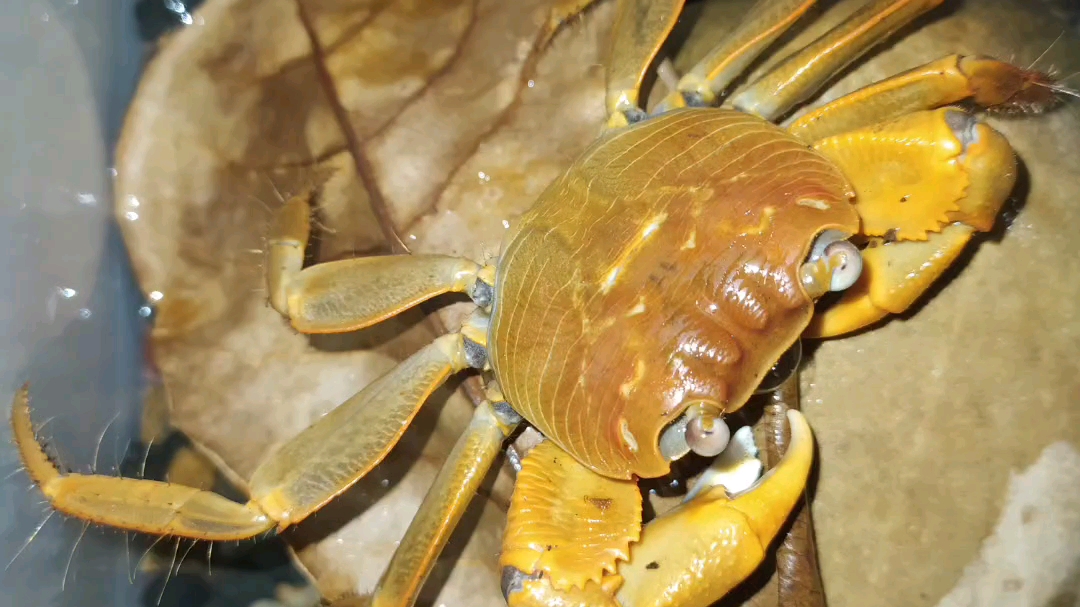 毛足陆方蟹,吓我一跳