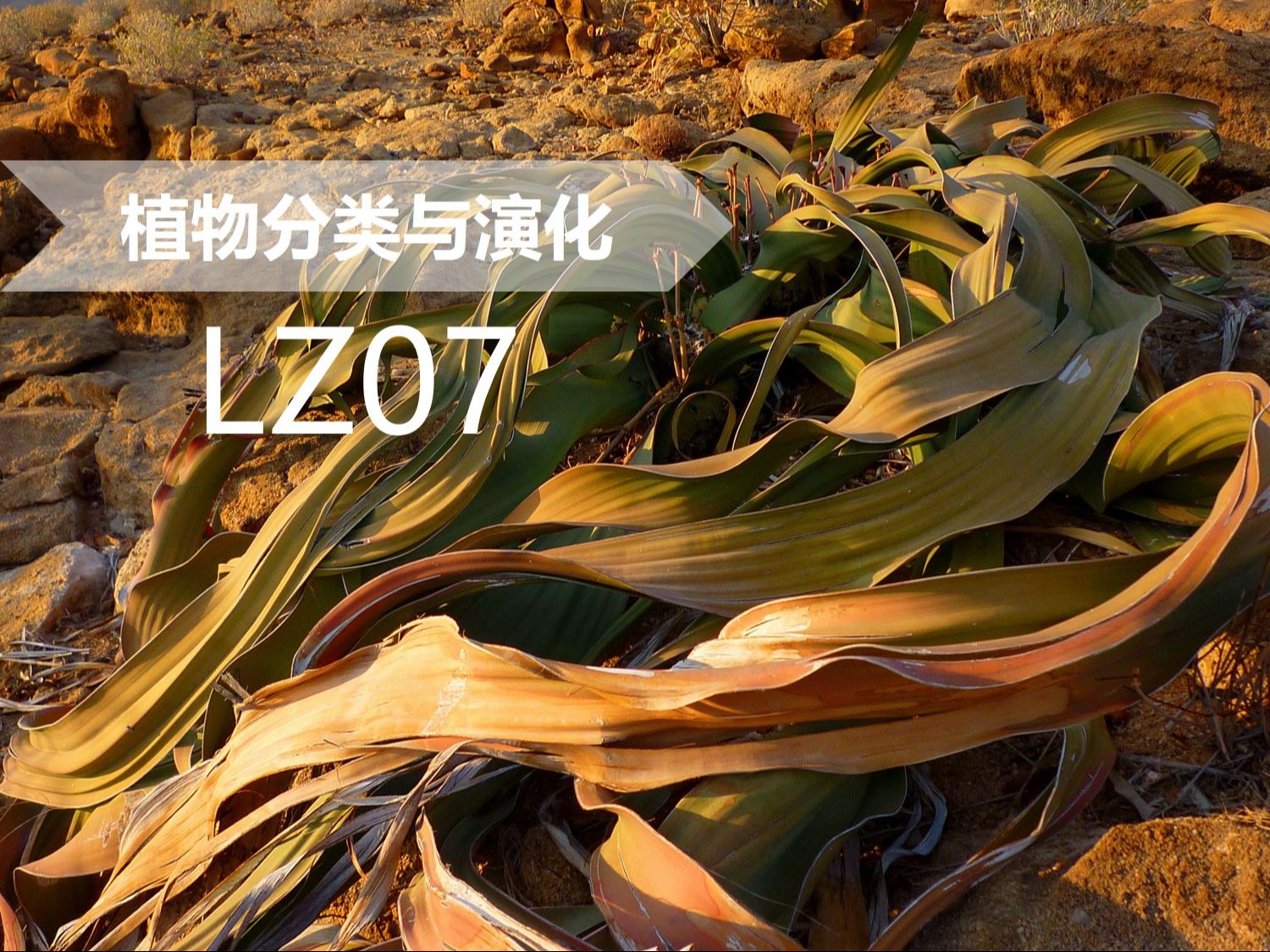 【植物分类与系统发育】LZ07 买麻藤目 百岁兰科(上):双叶不死 忘记时间哔哩哔哩bilibili