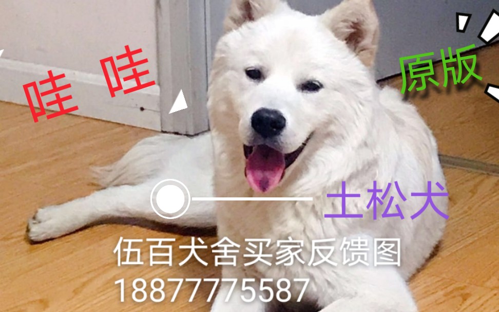 【中华田园犬】咱们大中华原版的土松犬 没被外国系统系繁殖成松狮犬 时的样子 广西钦州原生松狮犬哔哩哔哩bilibili