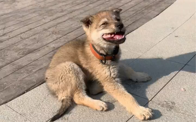 捷克狼犬从小就吃生肉,有人担心狗吃生肉会变的凶猛,会攻击人……其实不会的(但从小要训练好,不能护食奥)捷克狼犬只是继承了狼的天性,单纯爱吃...