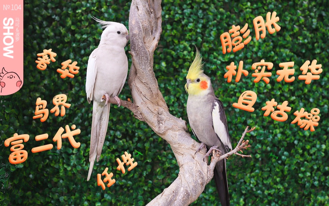 花1000块给鹦鹉买了棵树当站架用值吗?