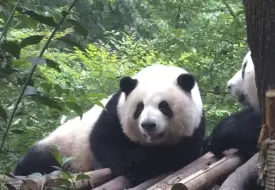 Скачать видео: 看花花的人都是风雨无阻，下雨天的他们好兴奋