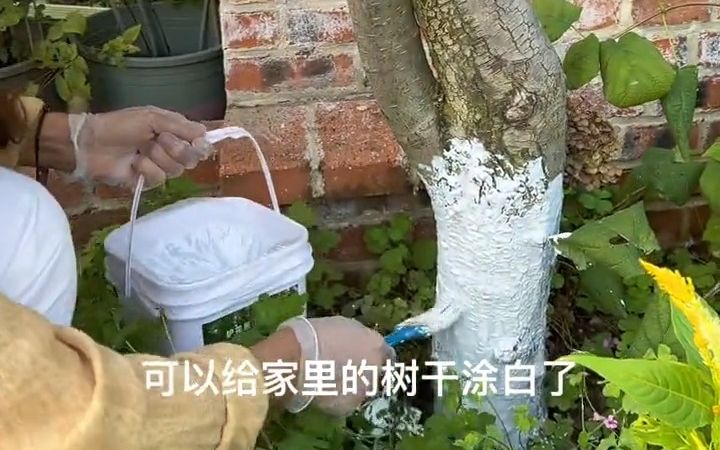 为什么要给树干涂白?一是可以起到抗寒防冻的作用,二是可以隔离各种病虫害,避免钻心虫、天牛、介壳虫、蚂蚁等各种害虫伤害树木.快入冬了,大家...