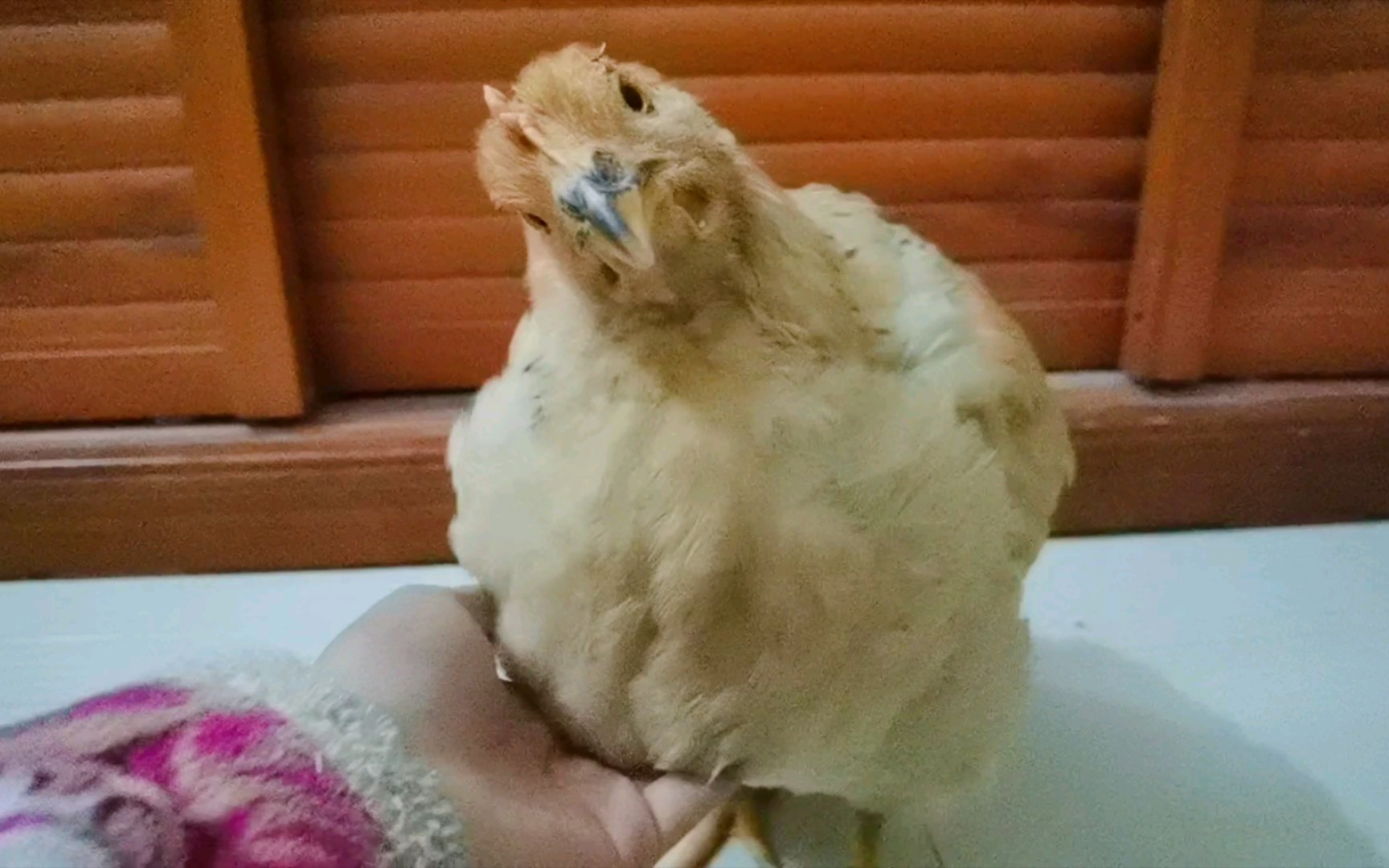 歪脖子的小鸡现在怎么样了?