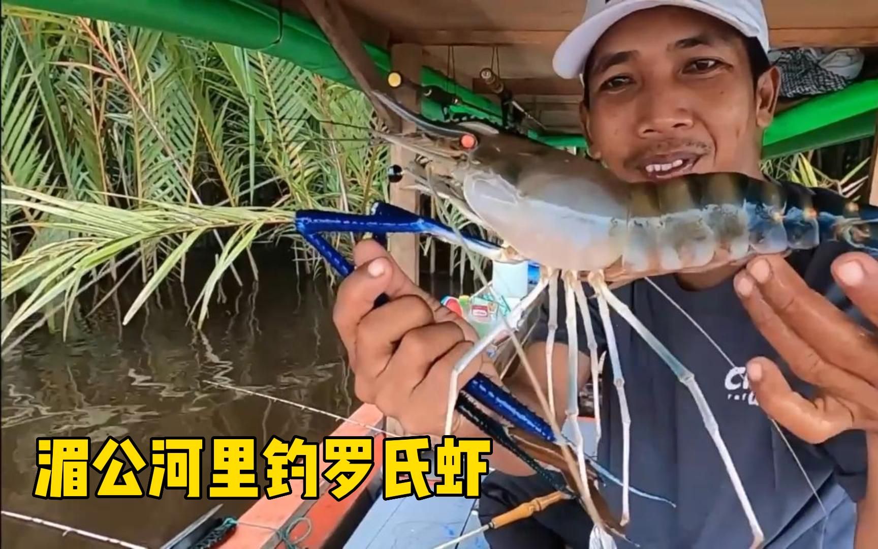 在湄公河里钓罗氏虾