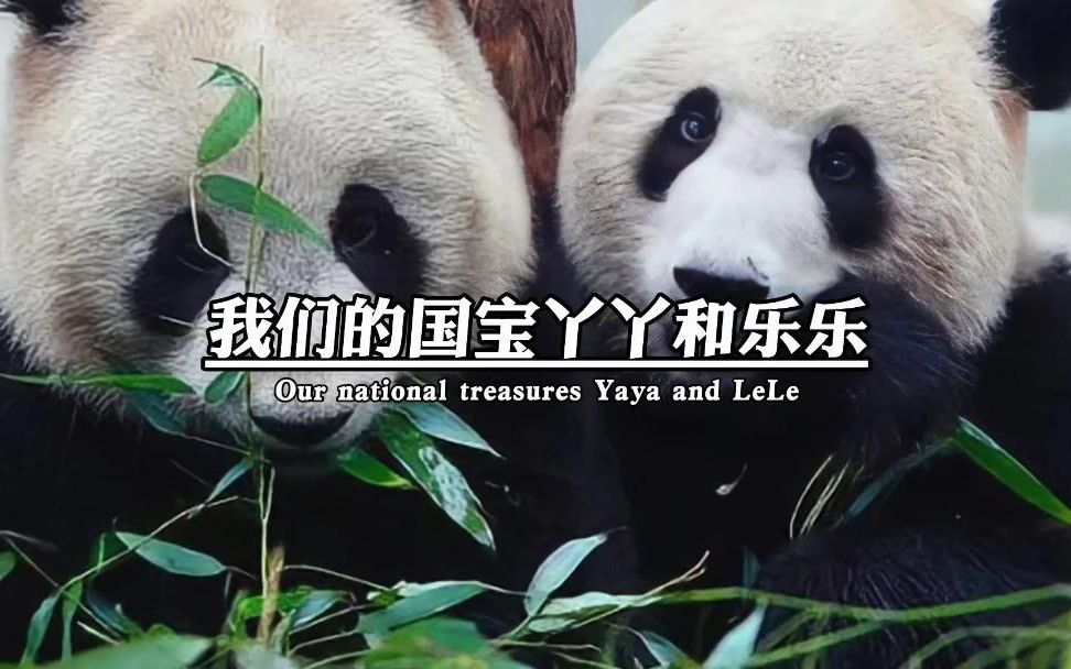 我们国宝熊猫丫丫和乐乐