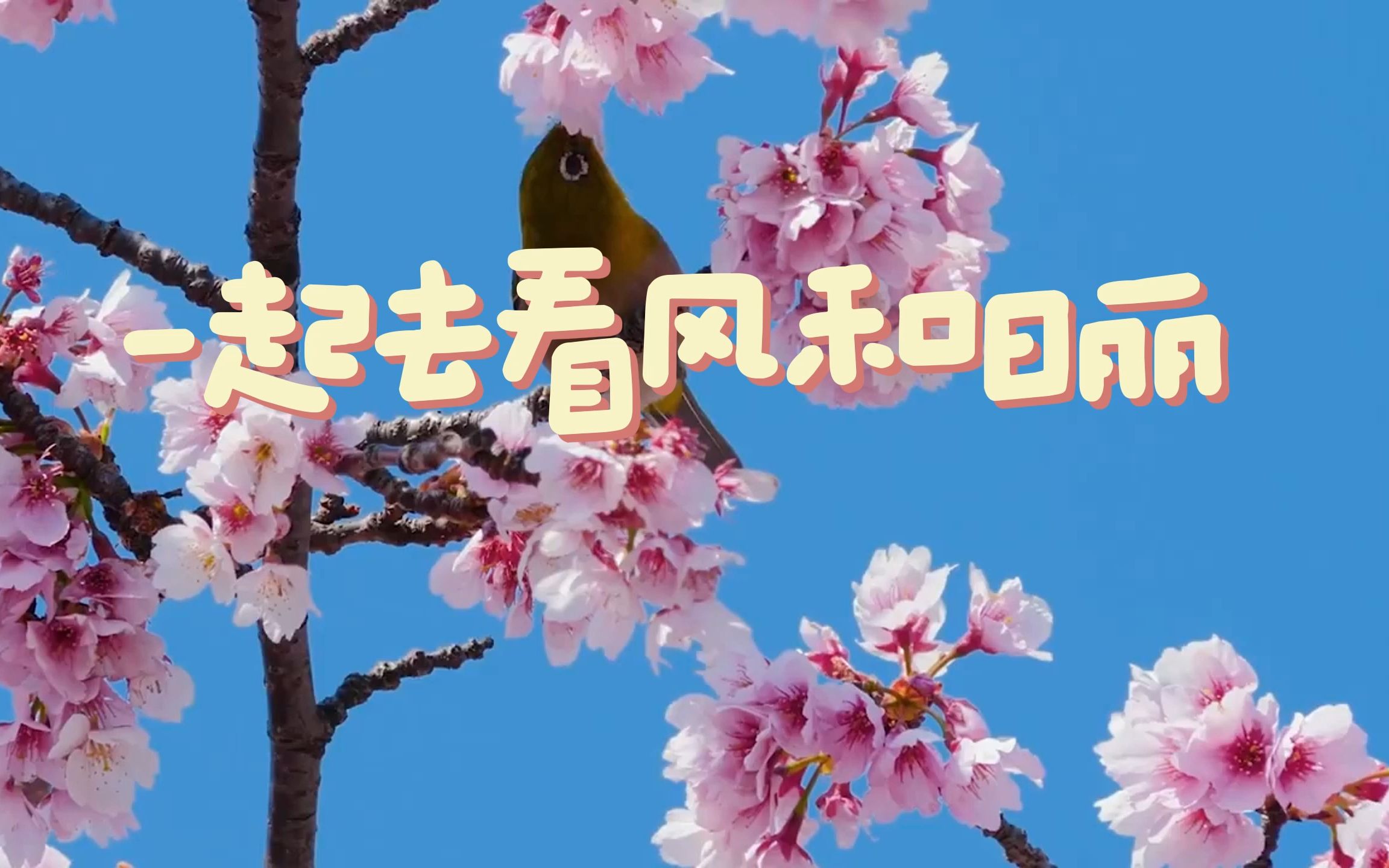 【一起去看风和日丽】春天到啦!出去玩吧!